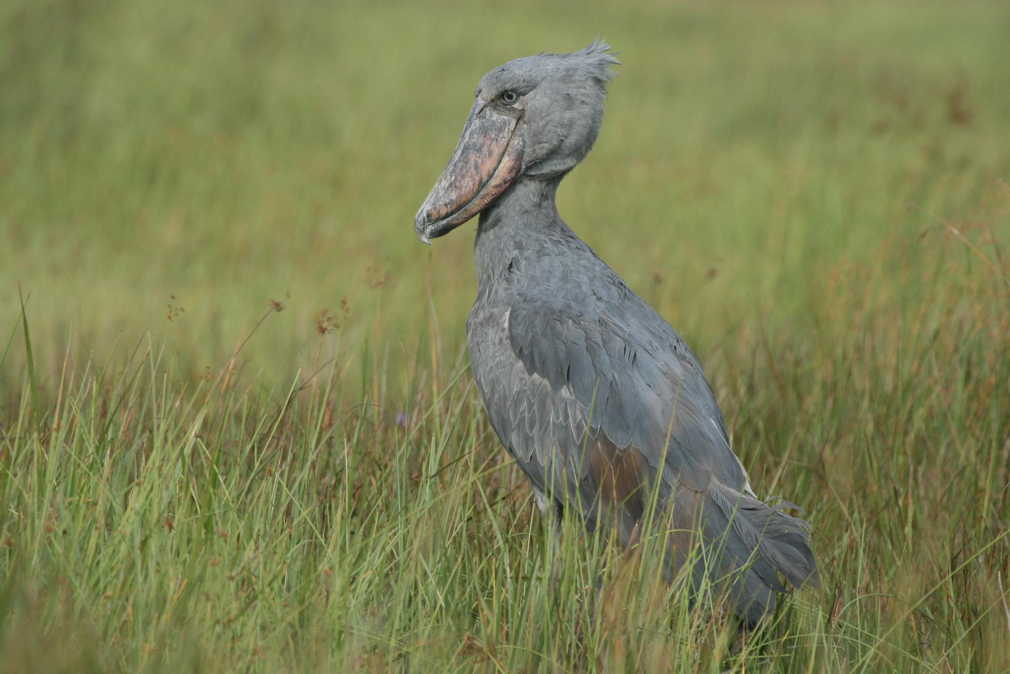 Shoebill