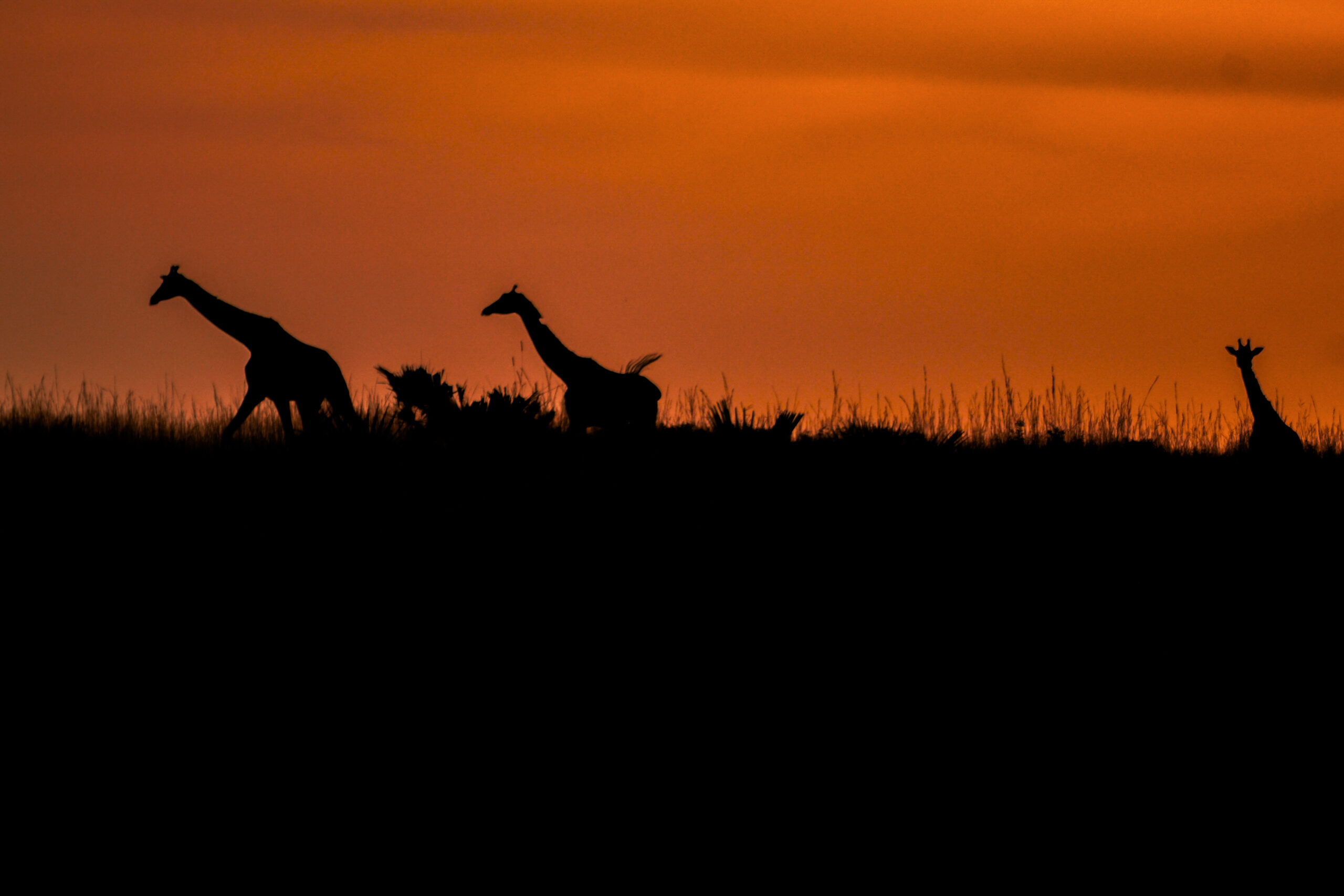 Gatelink Safaris Photo Album