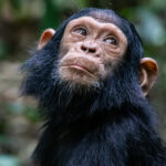 Chimpanzee Tracking in Uganda