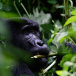 Gorilla Habitation as an Essential Experience in Uganda (2)