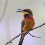 Other Tourist Attractions in Bwindi