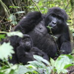 The Cost of Gorilla Trekking in Uganda