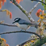 Uganda Birding Safaris
