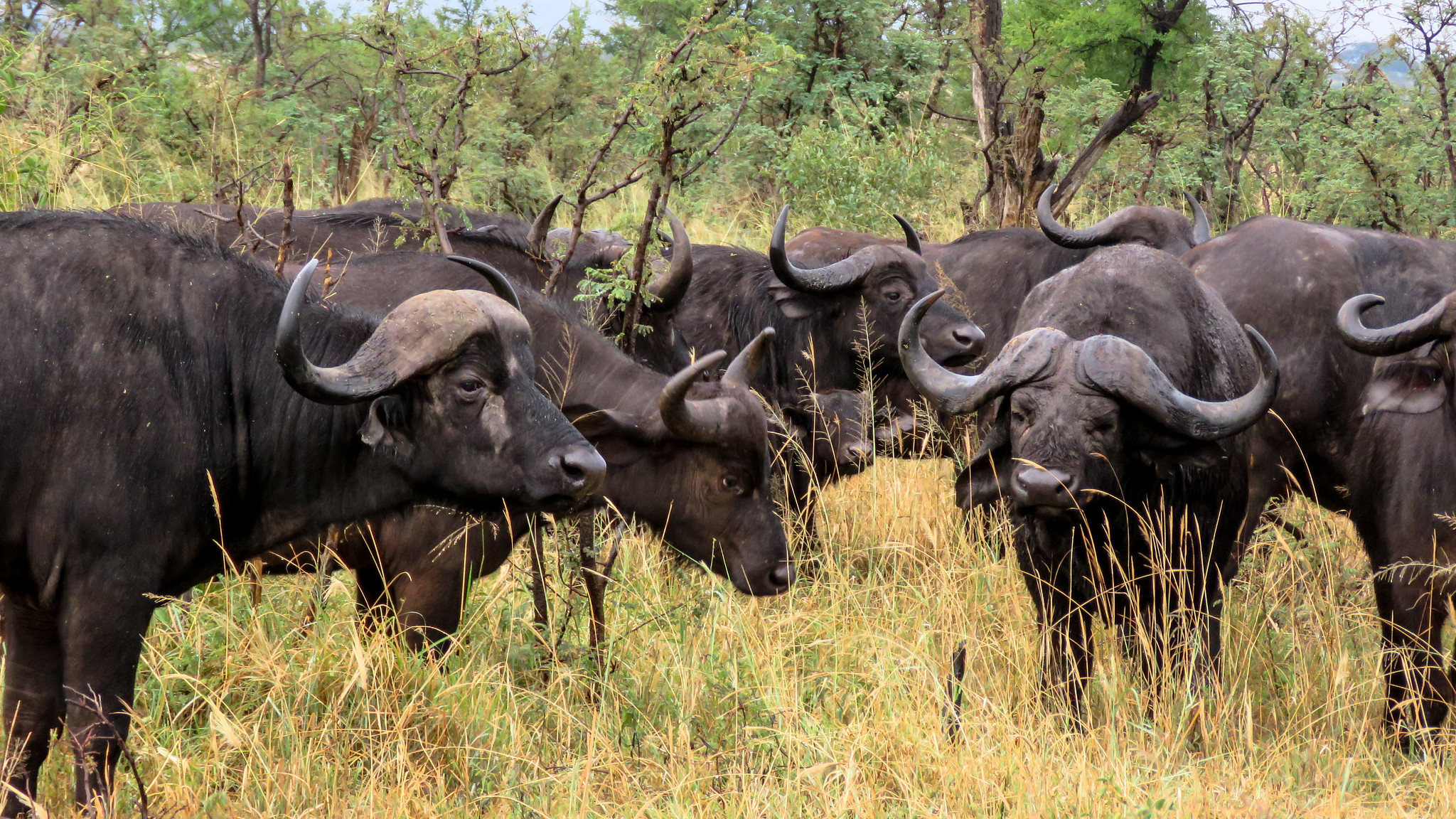 Visit Tanzania. Gatelink Safaris